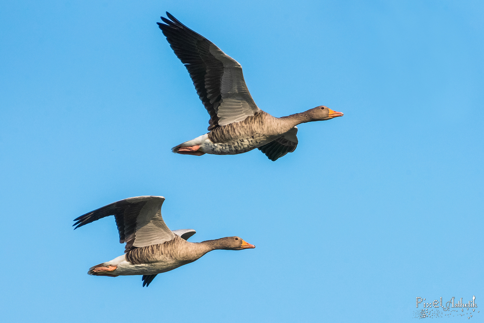 Graugänse im Flug