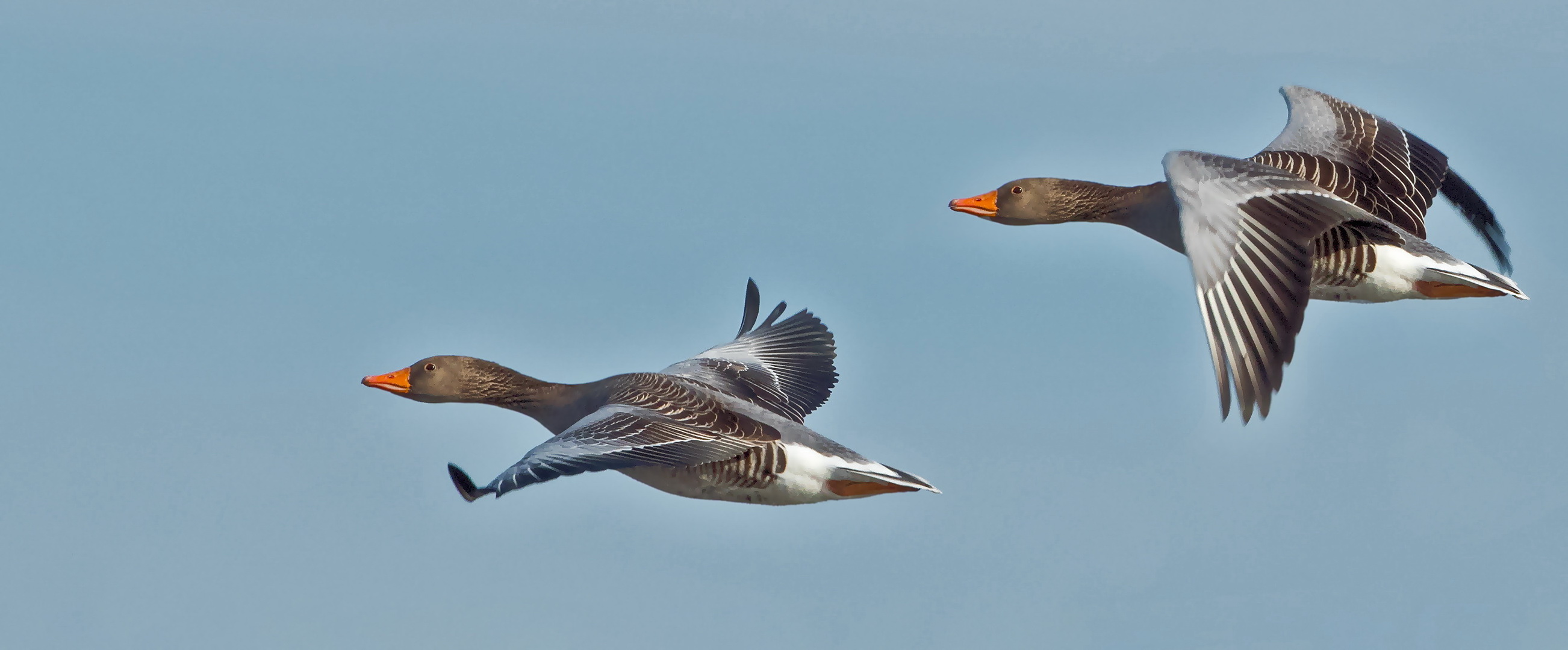 Graugänse im Flug 