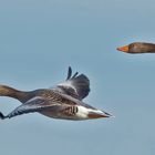 Graugänse im Flug 