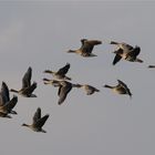 Graugänse im Flug