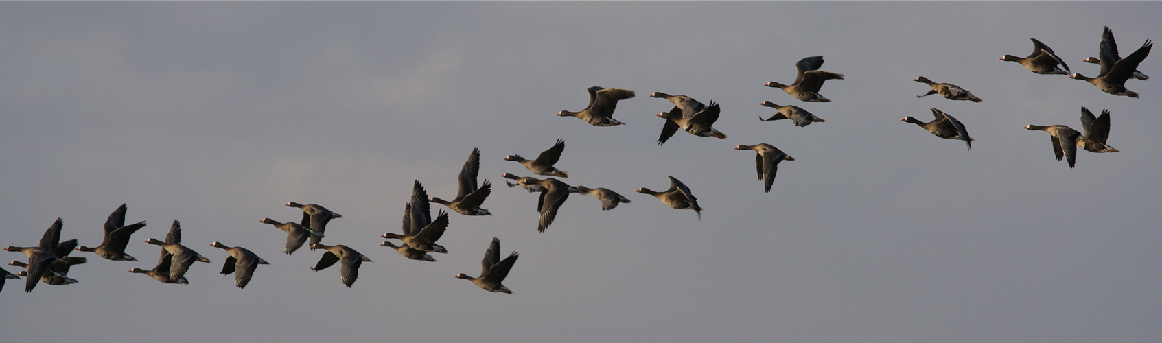 Graugänse im Flug