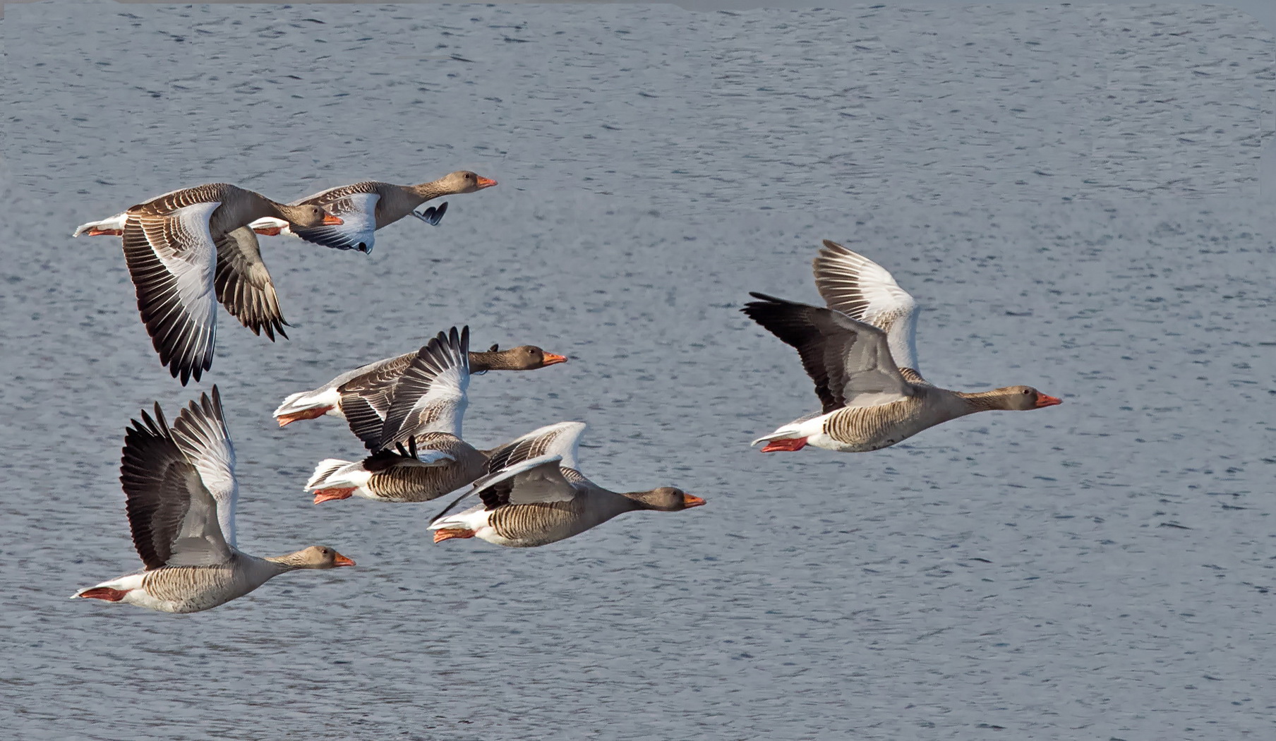 Graugänse im Flug 