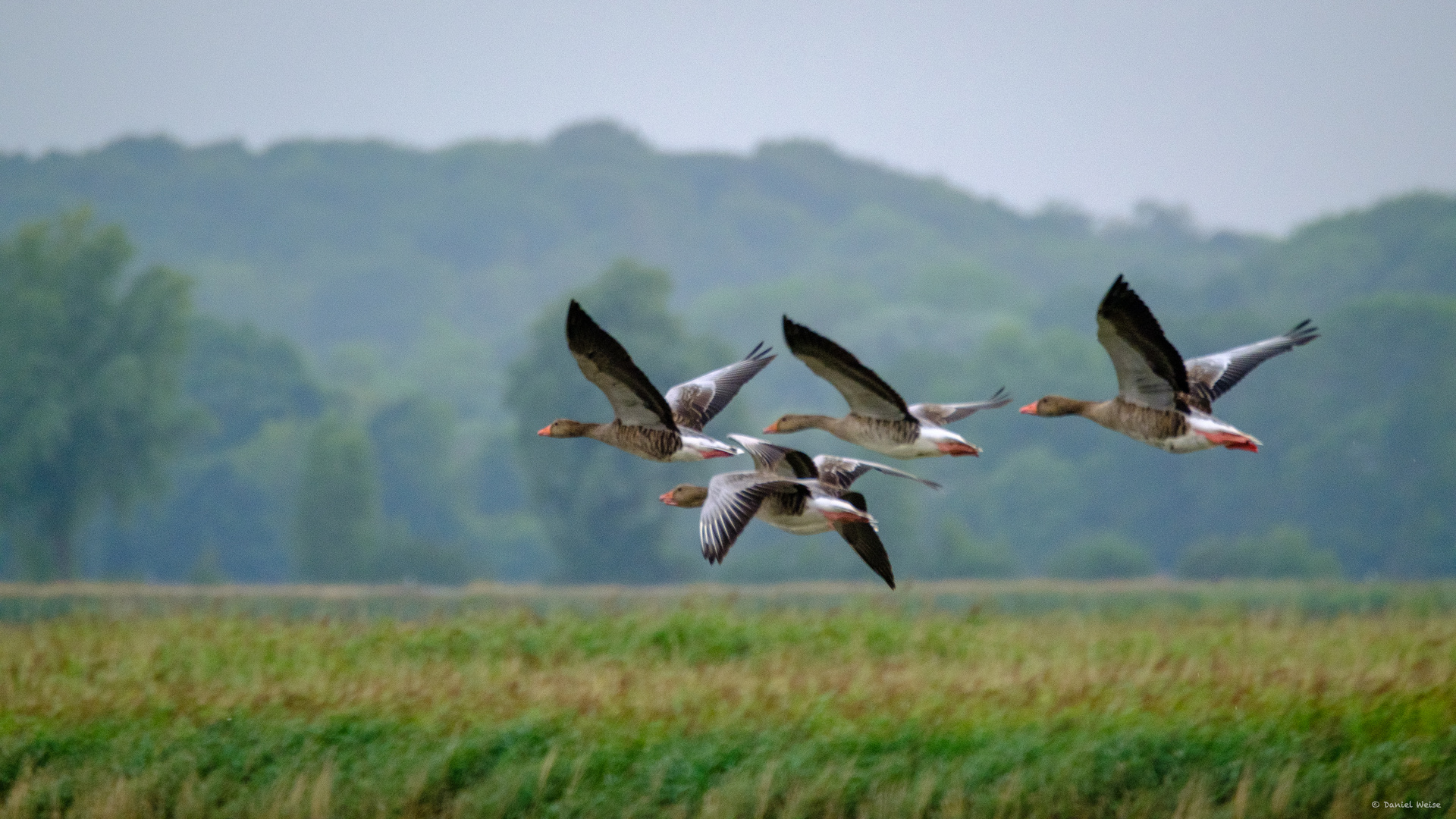 Graugänse im Flug in Ostholstein