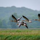 Graugänse im Flug in Ostholstein