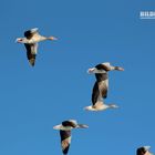 Graugänse im Formationsflug