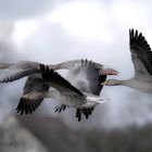 Graugänse im Formationsflug