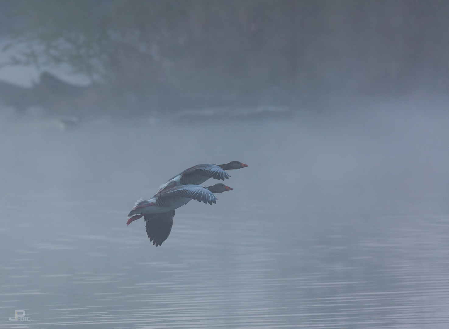 Graugänse im Formationsflug