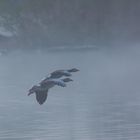 Graugänse im Formationsflug