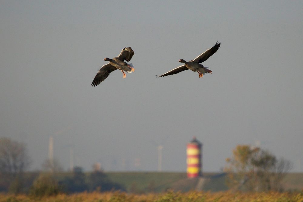 Graugänse im Landeanflug