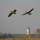 Graugänse im Landeanflug