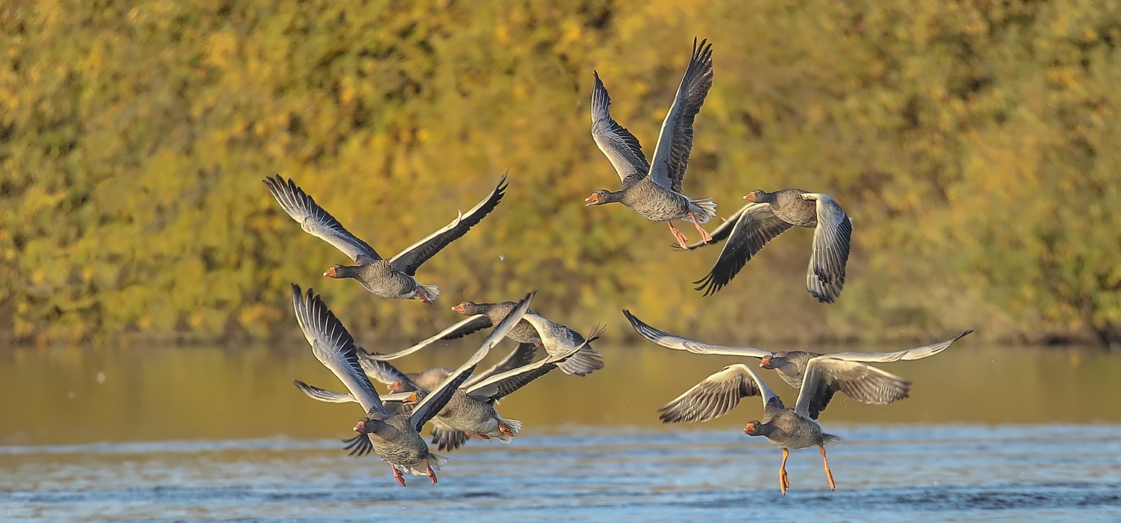 Graugänse im Landeanflug