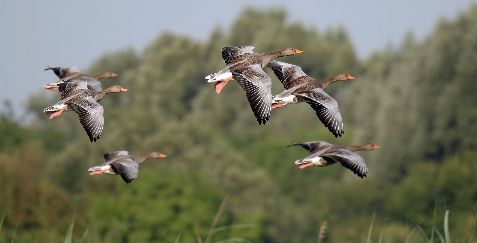 Graugänse im Landeanflug