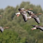 Graugänse im Landeanflug