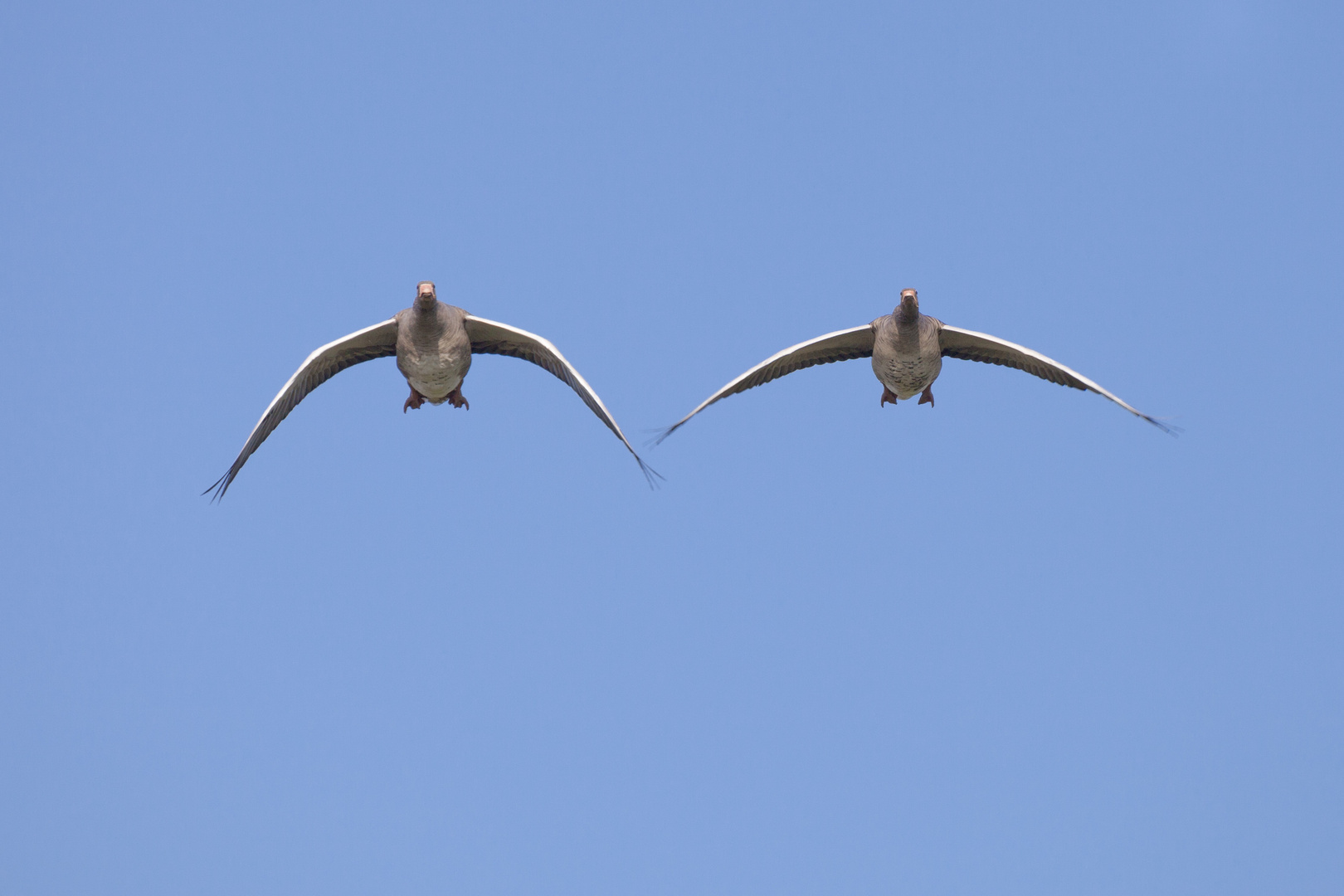 Graugänse im Landeanflug