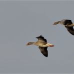 Graugänse im Landeanflug