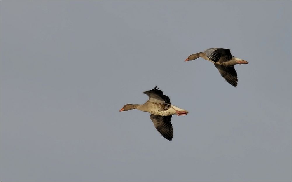 Graugänse im Landeanflug