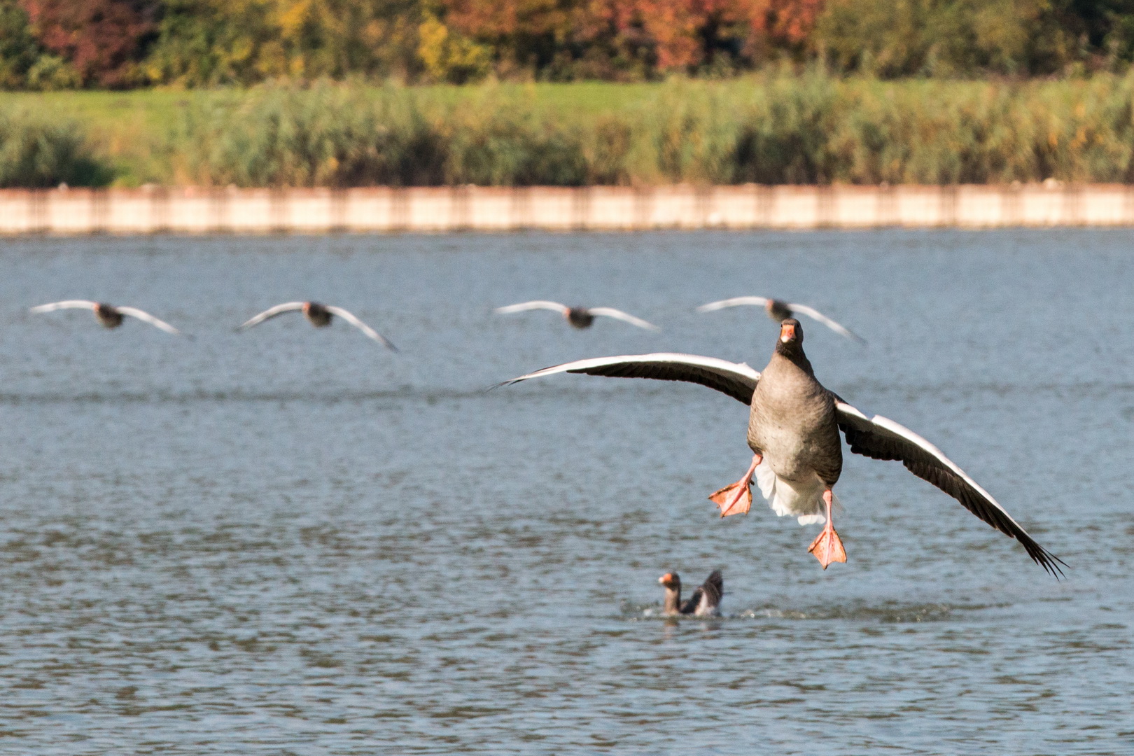 Graugänse im Landeanflug