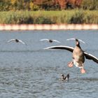 Graugänse im Landeanflug