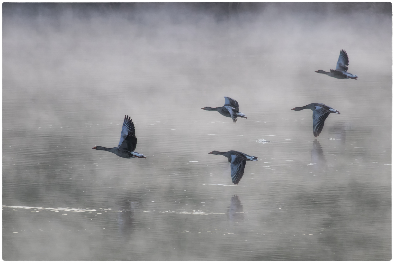 Graugänse im Morgennebel I