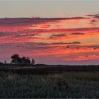 Graugänse im Morgenrot