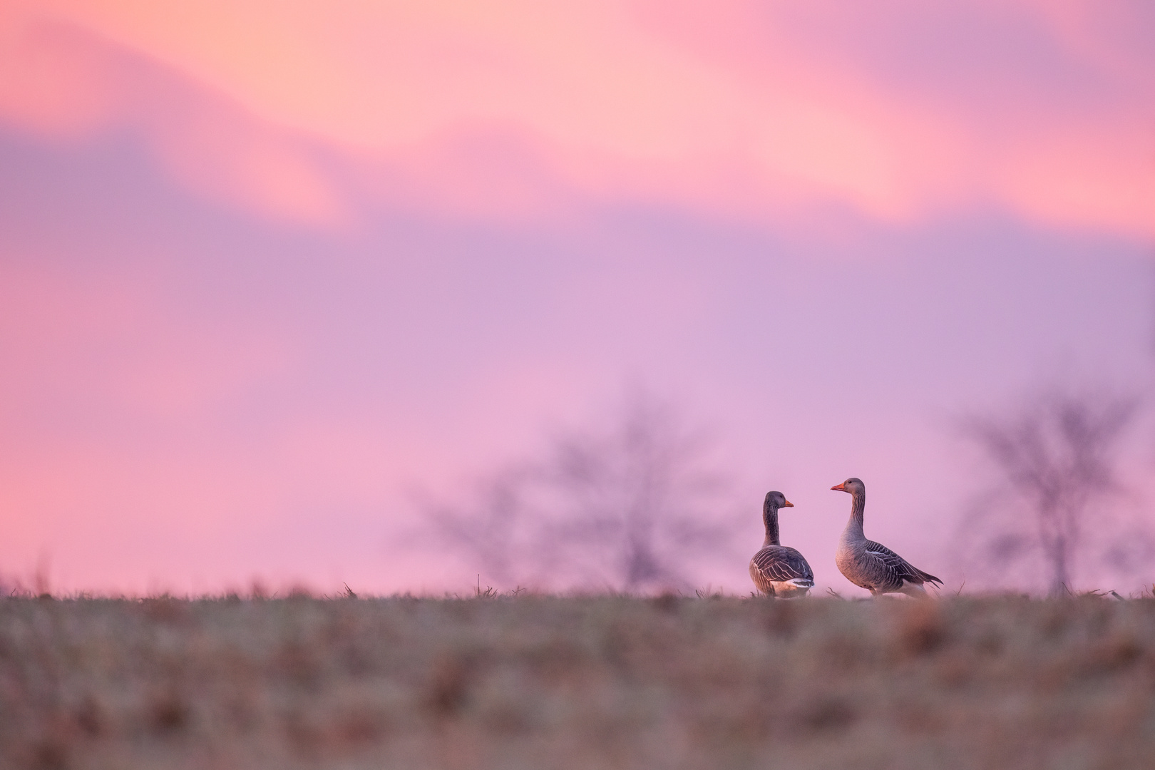 Graugänse im Morgenrot