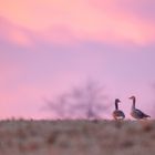 Graugänse im Morgenrot