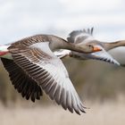 Graugänse im nahen Vorbeiflug