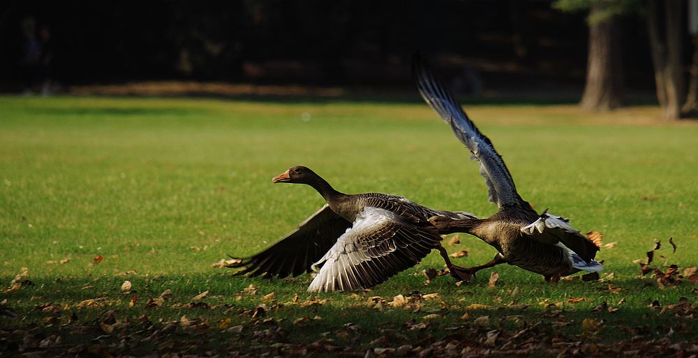 Graugänse im Ostpark