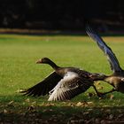 Graugänse im Ostpark