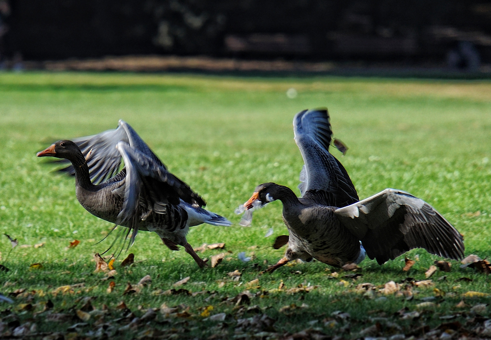 Graugänse im Ostpark