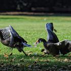 Graugänse im Ostpark