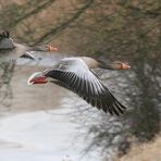 Graugänse im Paarflug II, Schnitt A