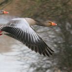 Graugänse im Paarflug II, Schnitt B