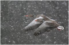 Graugänse im Schnee ...