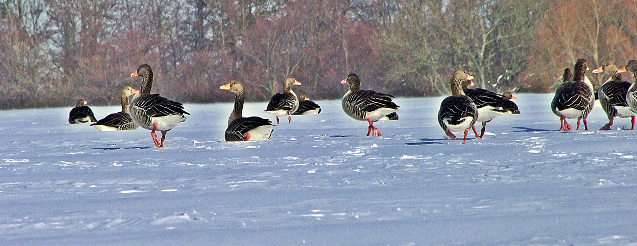 Graugänse im Schnee (Greylag geese in the snow)