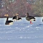 Graugänse im Schnee (Greylag geese in the snow)