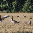 Graugänse im Stoppelfeld