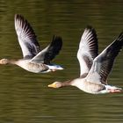 Graugänse im Synchronflug