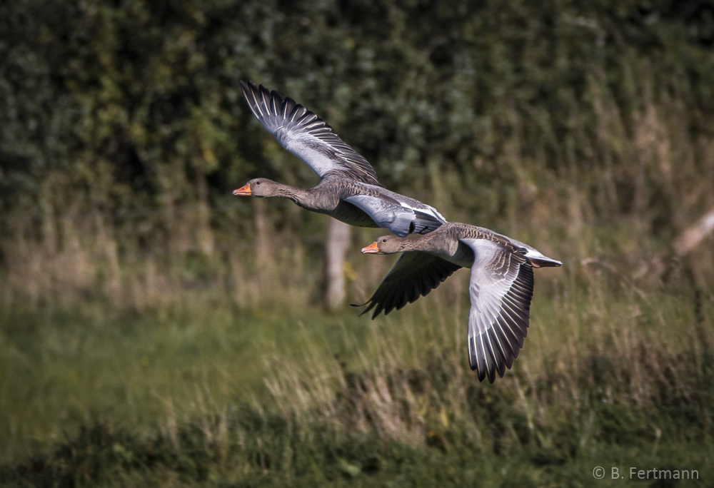 Graugänse im (Tief-)Flug