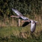 Graugänse im (Tief-)Flug