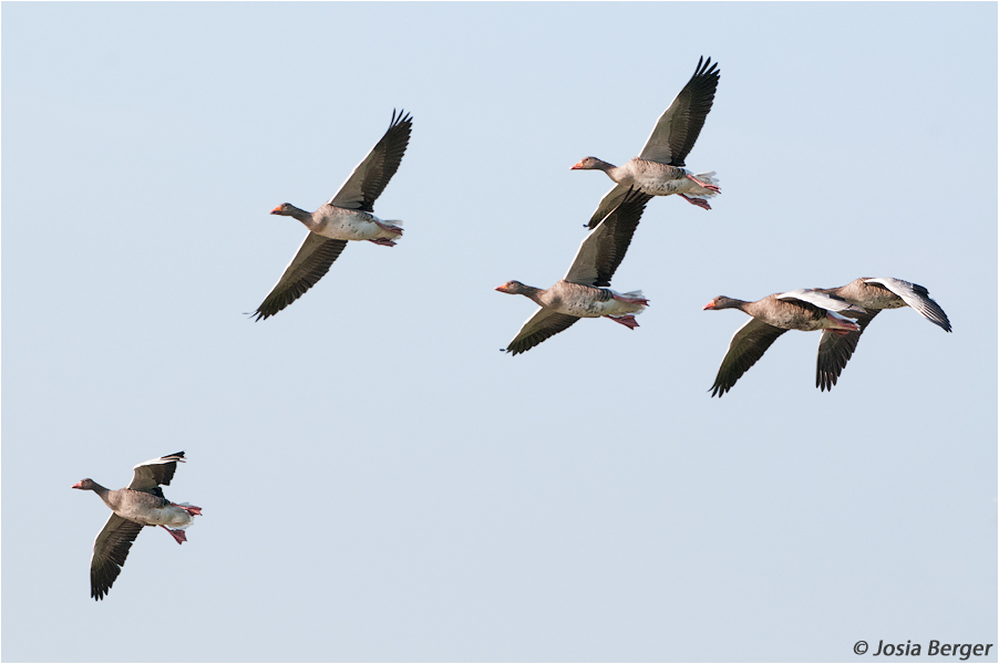 Graugänse im Ueberflug