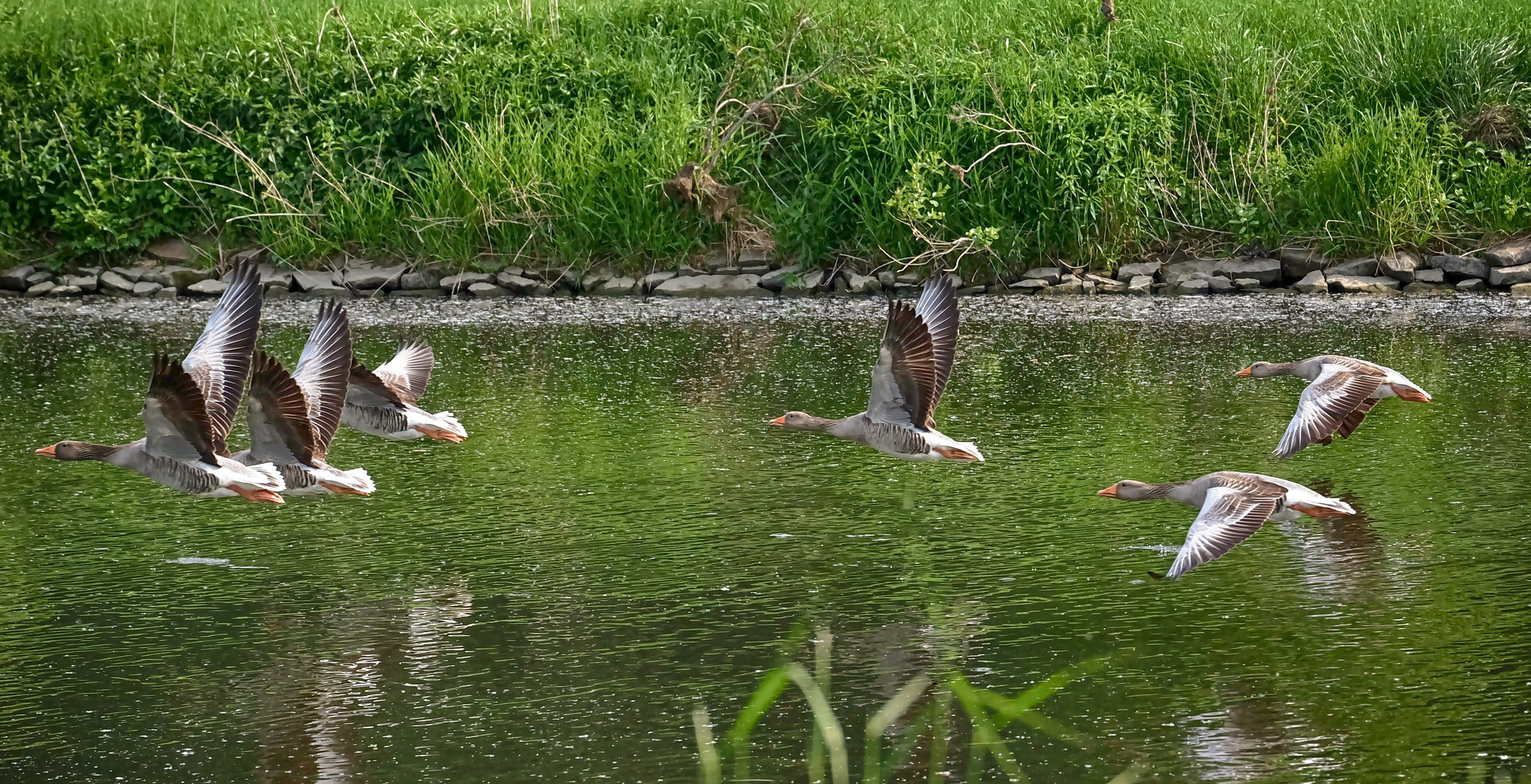 Graugänse im Vorbeiflug