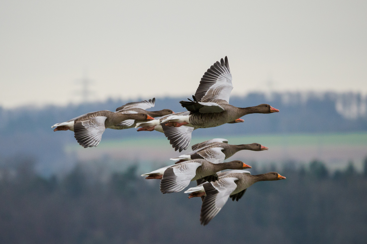 Graugänse im Vorbeiflug