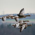 Graugänse im Vorbeiflug