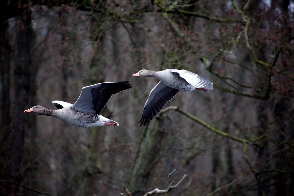 Graugänse in Formationsflug.