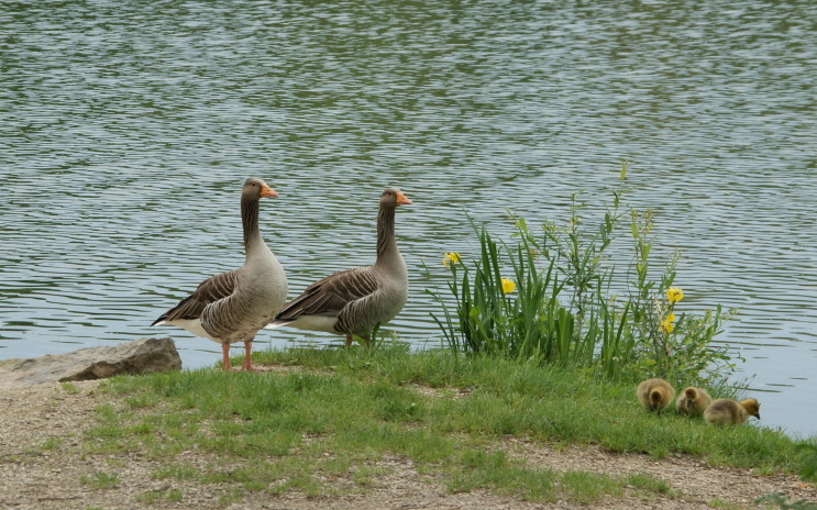 Graugänse machen Familienausflug