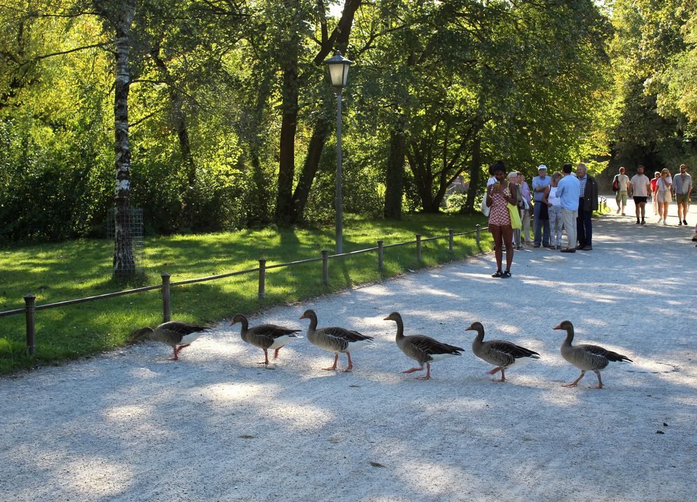 Graugänse Marsch