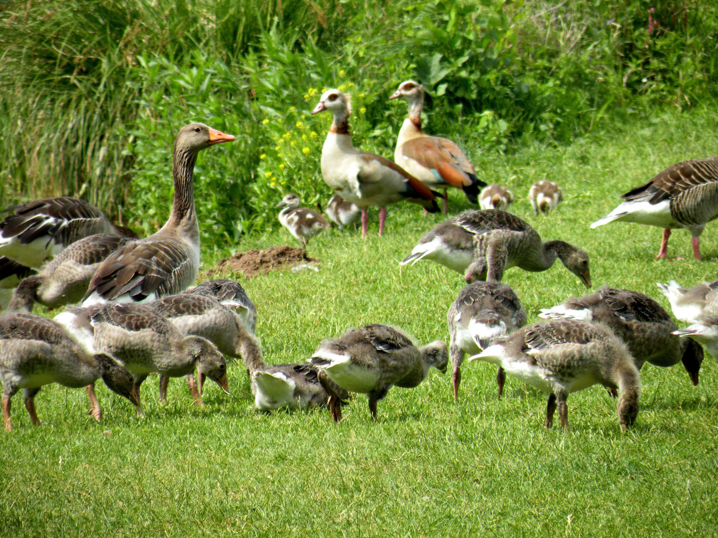 Graugänse mit ihren Gösseln beim Grasen,dazwischen eine Nilgans-Familie !