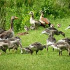 Graugänse mit ihren Gösseln beim Grasen,dazwischen eine Nilgans-Familie !