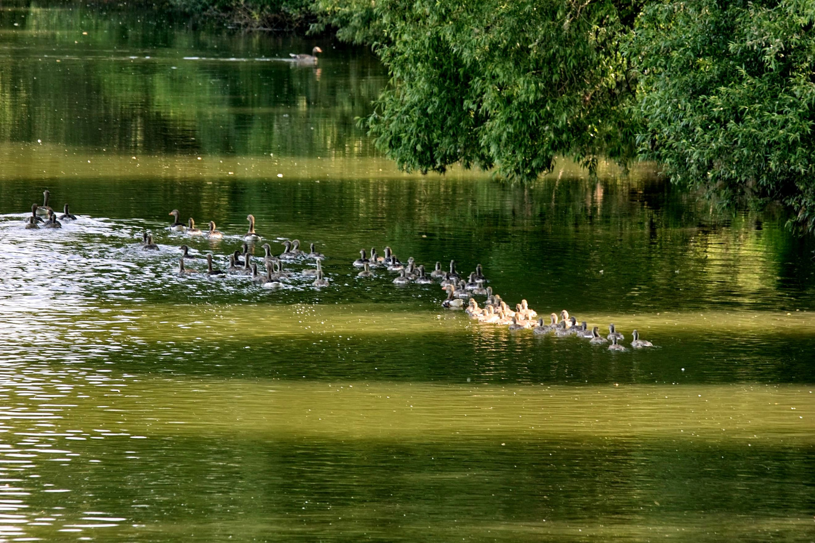 Graugänse mit ihren Jungen unterwegs auf dem Fluß Leine bei Hollenstedt / Northeim